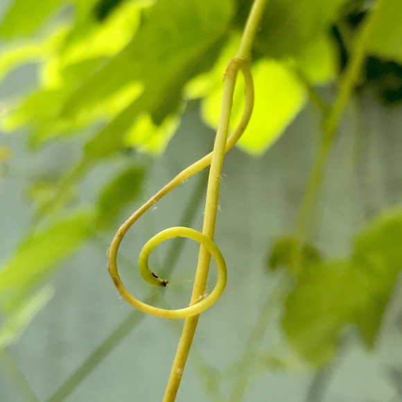 Meet your Posher, Kira - Picture 1 of 1